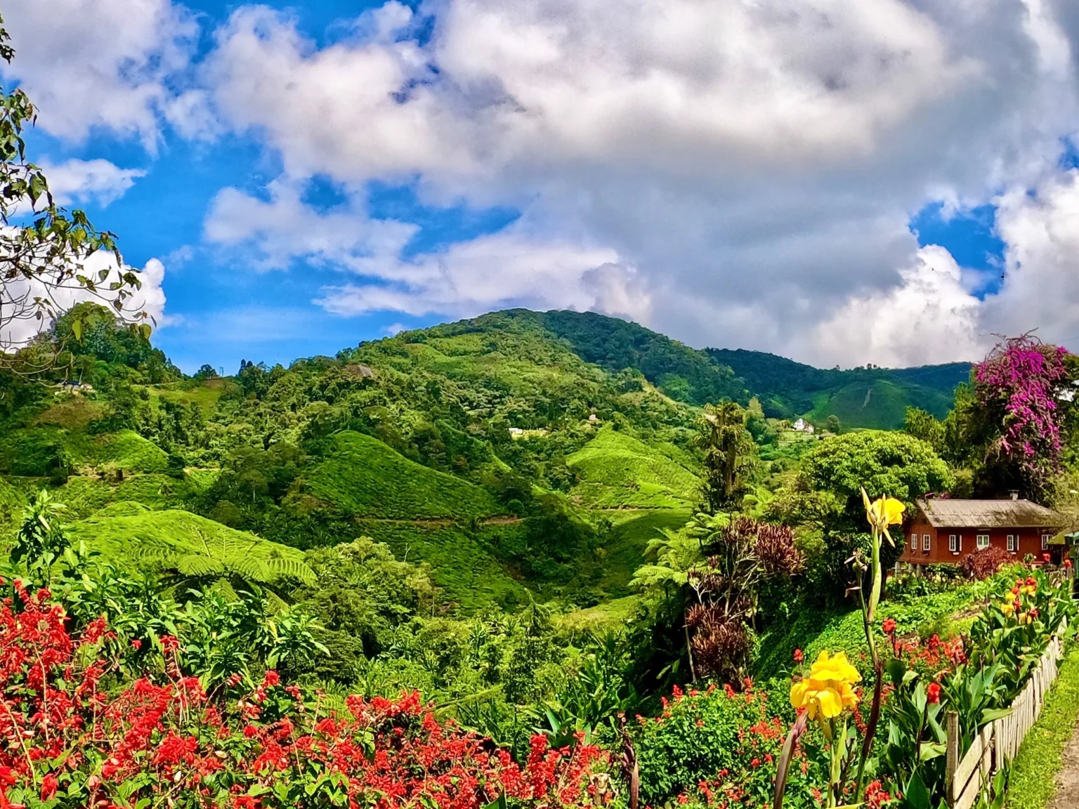 Malaysia Cameron Highlands Pahang