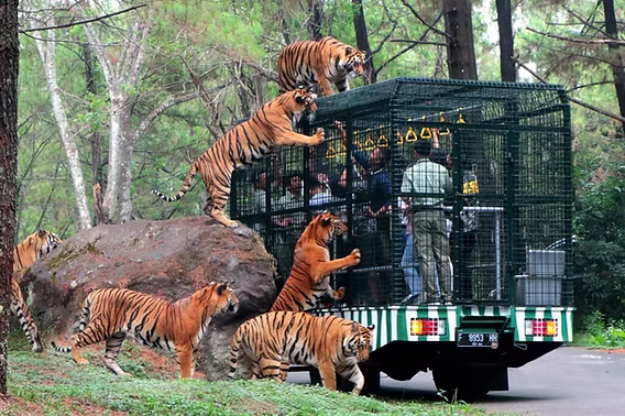 A'Famosa Safari Wonderland Melaka - Zoo Malacca