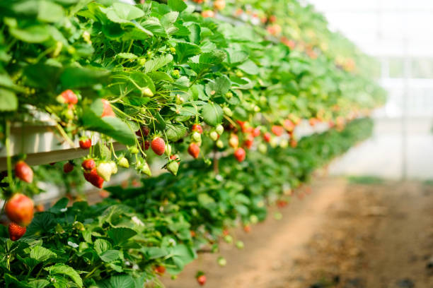 Big Red Strawberry Farm - Cameron Highlands Attractions