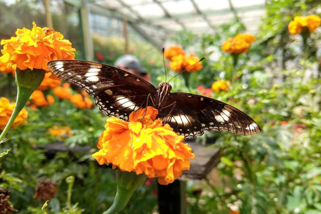 Cameron Highlands Butterfly Garden - Eco Tourism Attractions
