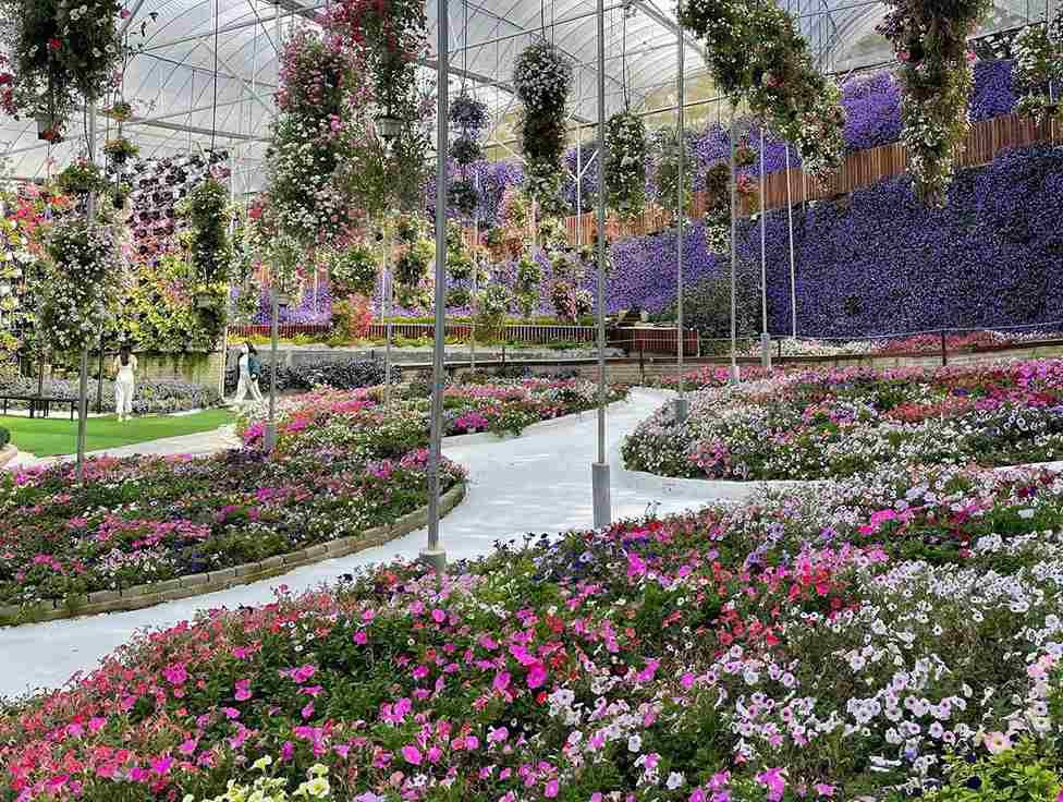 Cameron Highlands Car Rental with Driver Malaysia - Private Taxi Online Booking (Day Trips)