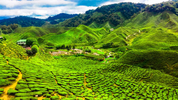 Cameron Highlands - Popular Destination In Malaysia (Private Car Rental with Driver Pahang)