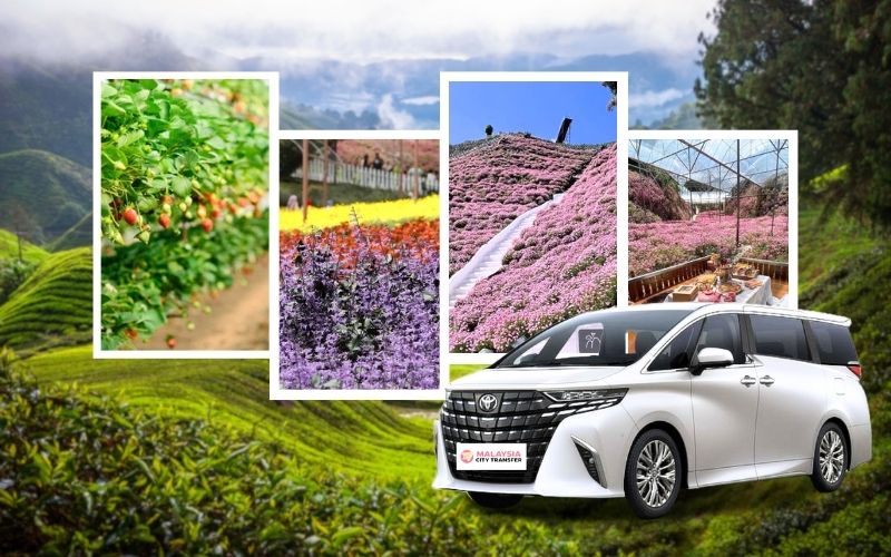 Cameron Highlands Private Tour & Trip Taxi Service - Car Rental with Driver Pahang