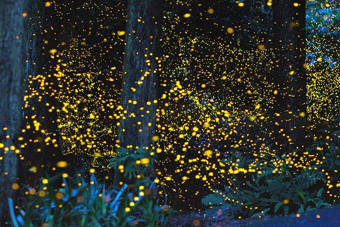 Kota Tinggi Firefly Park - Desaru Attractions
