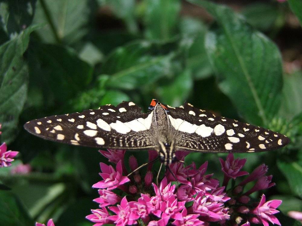 Melaka Butterfly & Reptile Sanctuary - Malacca Eco Tourism Attractions