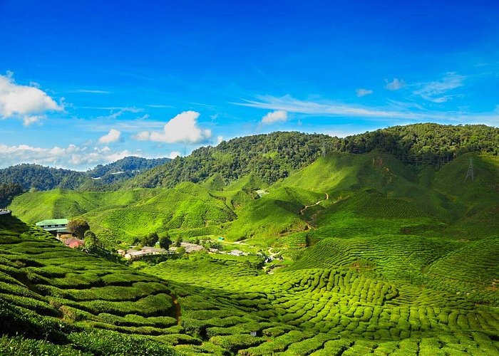 Private Taxi Cameron Highlands Malaysia - Private Tour & Transfer Car Rental with driver (Malaysia City Transfer)