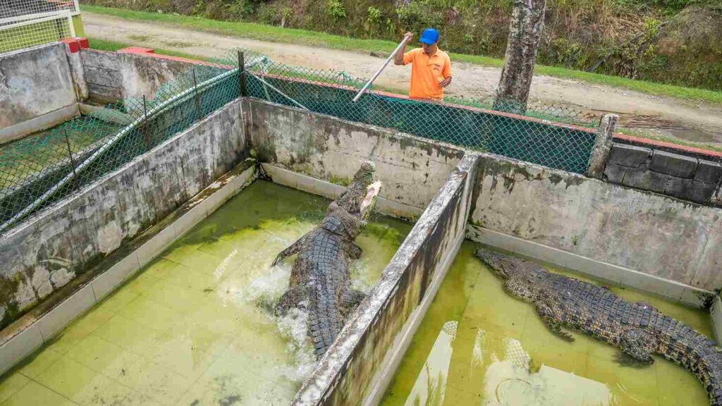 Teluk Sengat Crocodile Farm - Desaru Attractions