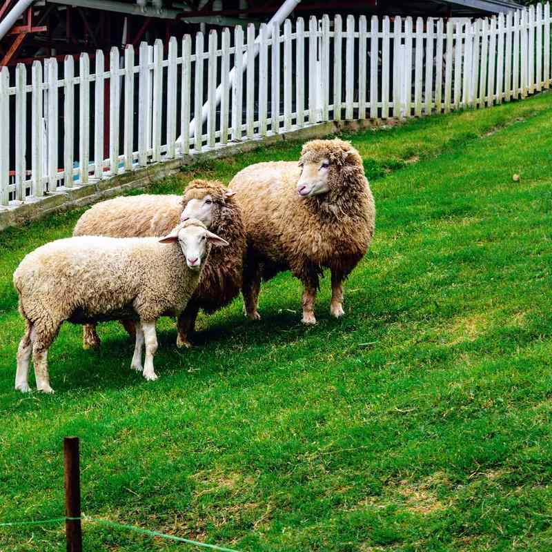 The Sheep Sanctuary - Cameron Highlands Attractions